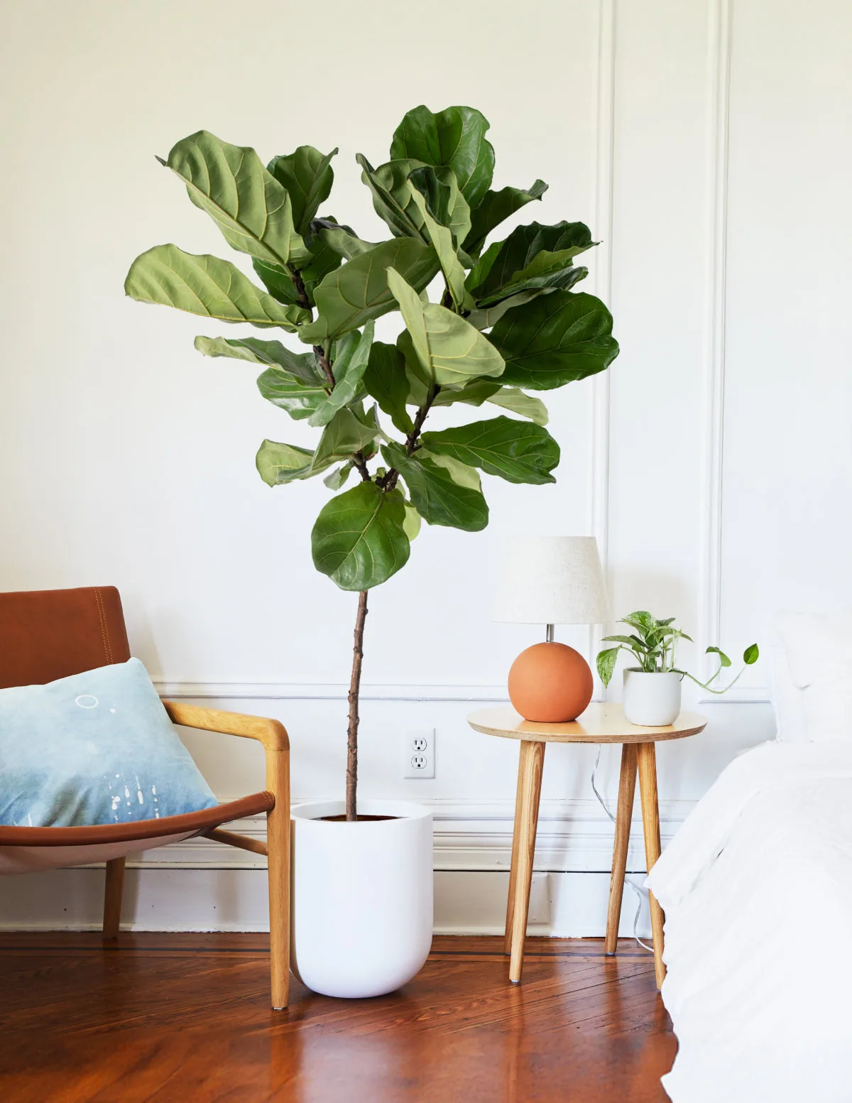 Fiddle leaf fig plant